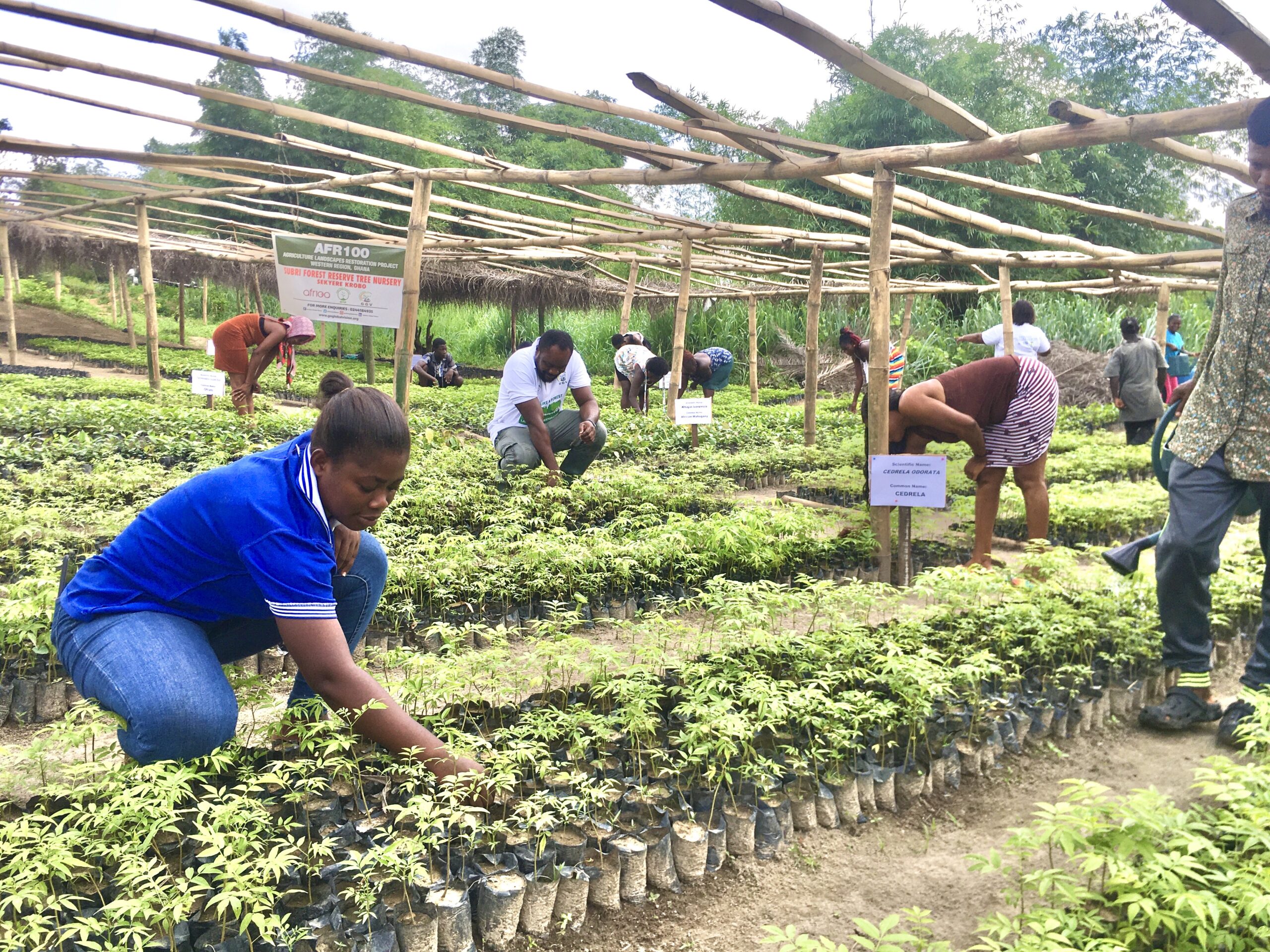 TerraFund for AFR100 Agriculture and Forest Landscapes Restoration Project implemented by Goshen Global Vision in the Western Region of Ghana.