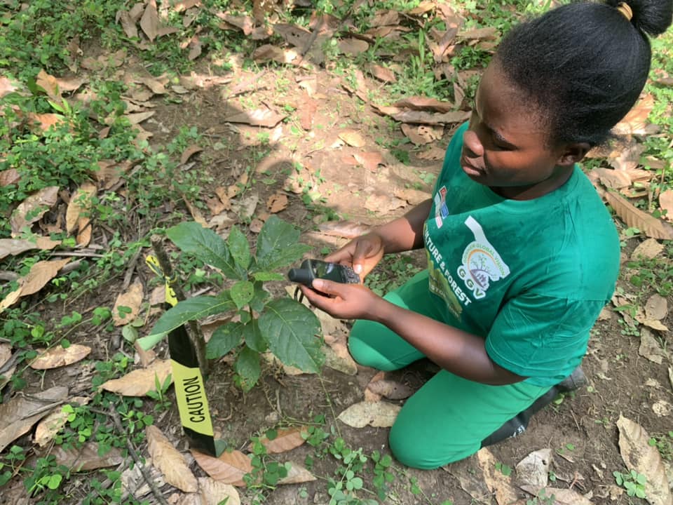 Monitoring of out planted tree seedlings for Agriculture and Forest Landscapes Restoration Project with Community Volunteers and Cocoa Farmers.